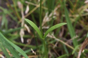 valerianella dentata (5).jpg_product